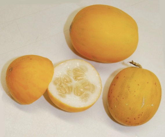 Melon de type chito retourné à l’état sauvage en Amérique centrale à partir de formes domestiquées introduites.